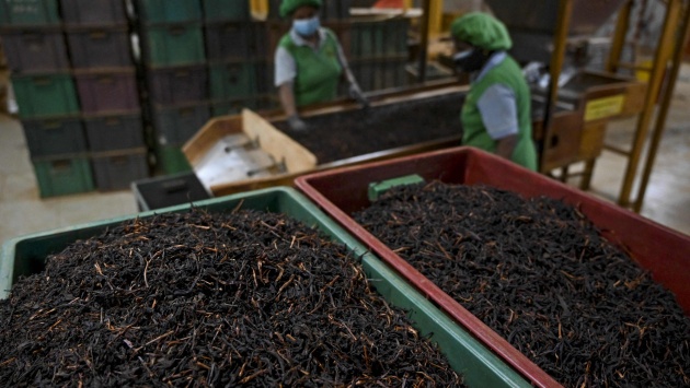 انخفاض إنتاج الشاي يعكر المزاج العالمي