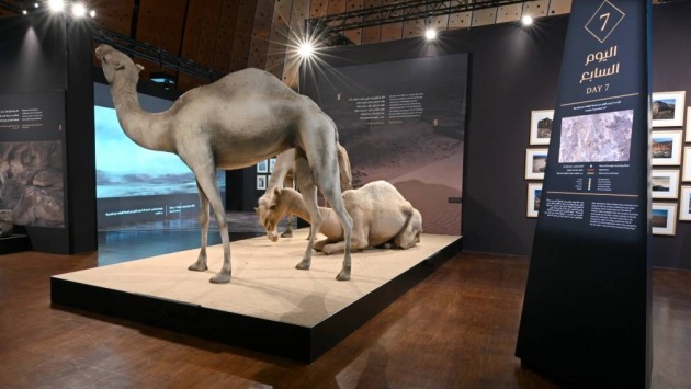 المتحف الوطني السعودي يواصل استقبال زوار «الهجرة على خطى الرسول»