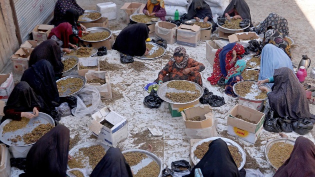  فرز الزبيب في أفغانستان