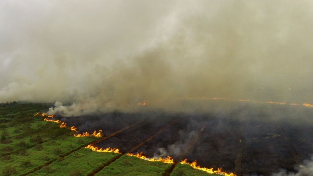 رجال الإطفاء يسابقون الزمن لإخماد حرائق غابات سومطرة 
