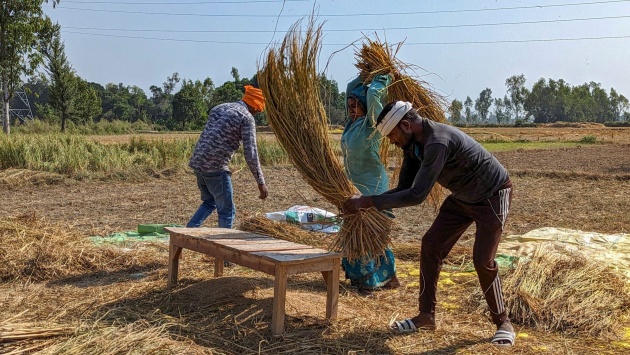 الأرز الهندي قيود طويلة للتصدير .. انخفاض الإنتاج 8%