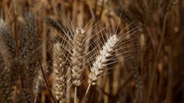 لأول مرة .. الصين تقر القمح المعدل وراثيا لزيادة المحاصيل