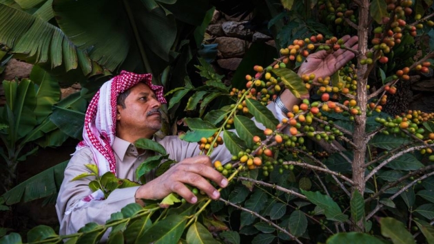 مشروع سعودي لرفع كفاءة إنتاج البن 30% باستخدام تقنية زراعة الأنسجة