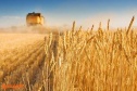 إطلاق برنامج لتحسين إنتاجية القمح والشعير في السعودية