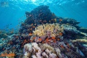  كاوست  و  نيوم  تكشفان عن أكبر مشروع لإحياء الشعاب المرجانية في العالم
