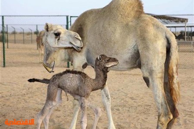 مقهى في دبي يتخصص في بيع منتجات حليب الإبل