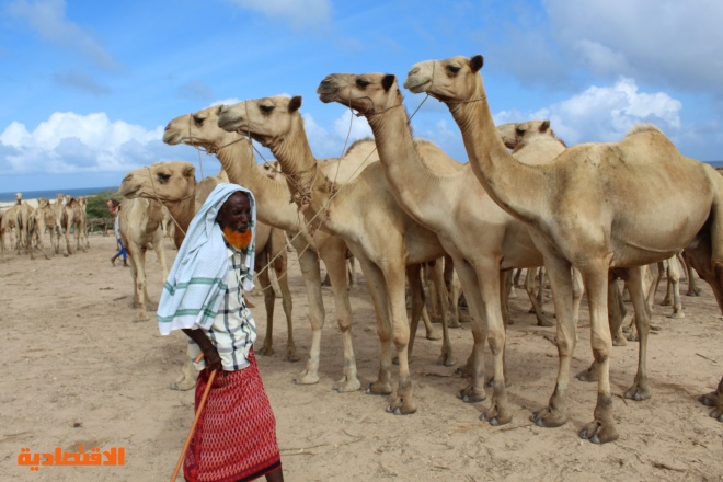 فيروس كورونا يضرب قطاع تصدير الماشية الصومالي 