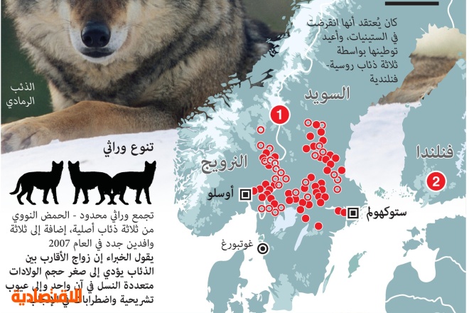 رغم التحذيرات .. السويد تعدم الذئاب المتضائلة أعدادها بهدف خفضها إلى 170 فردا