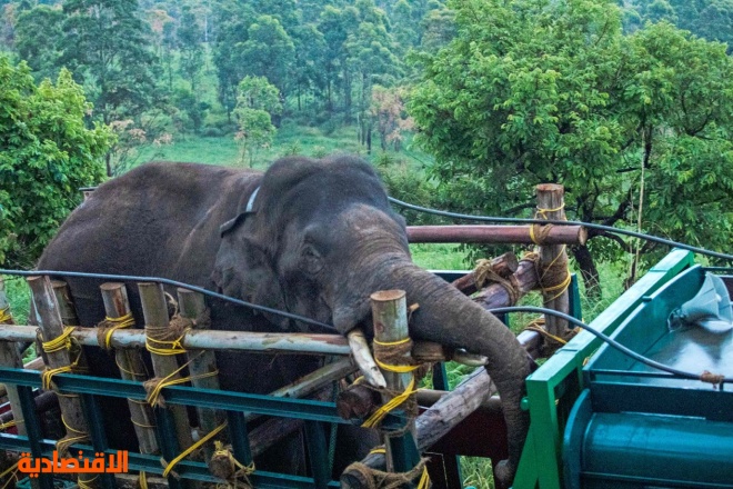 الهند: القبض على الفيل "أريكومبان" المحب للأرز .. قتل 6 أشخاص خلال عمليات سرقة المتاجر