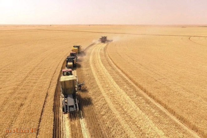 "الأمن الغذائي": صرف 114.7 مليون ريال لمزارعي القمح المحلي
