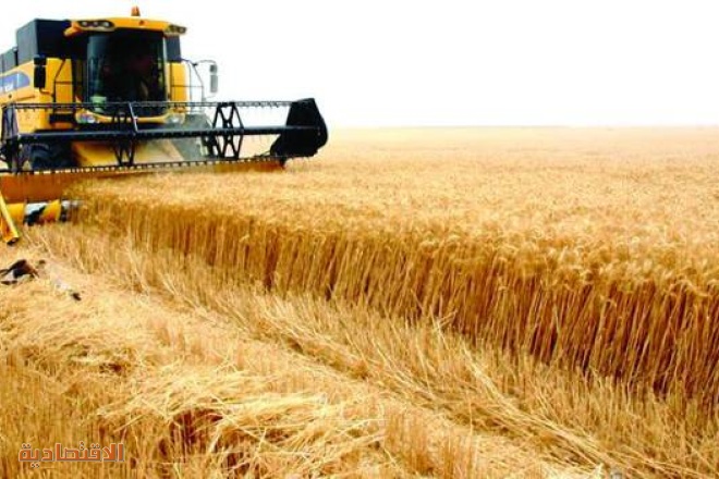 «الأمن الغذائي»: صرف 676.5 مليون ريال مستحقات 1263 من مزارعي القمح المحلي
