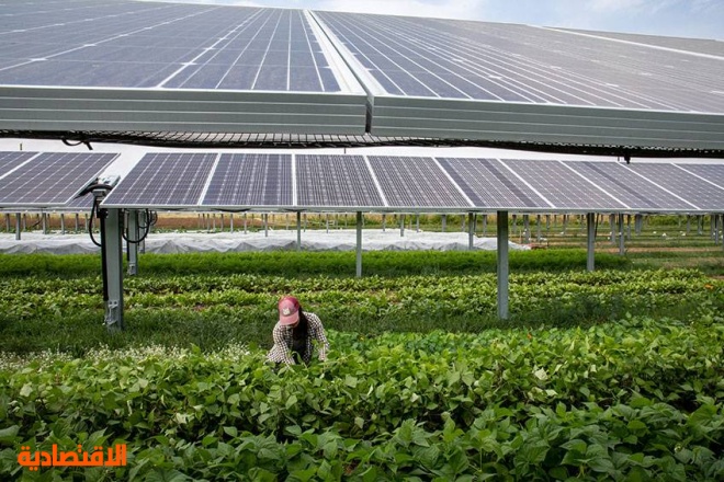 رؤية ألمانية للزراعة تحت الألواح الشمسية لتوليد الكهرباء .. التجارب تحرز تقدما