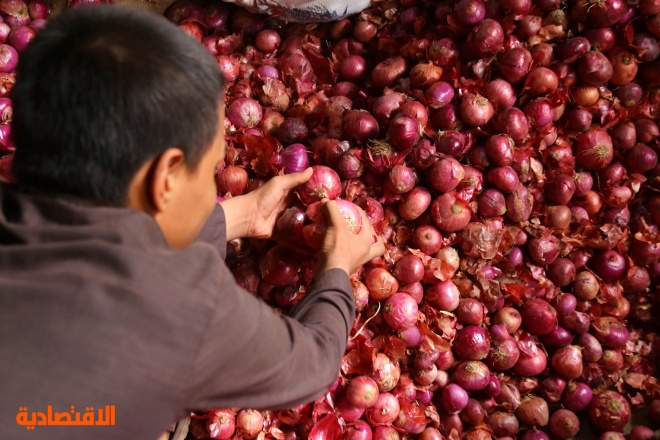 قرار هندي يهدد بارتفاع عالمي لأسعار البصل  