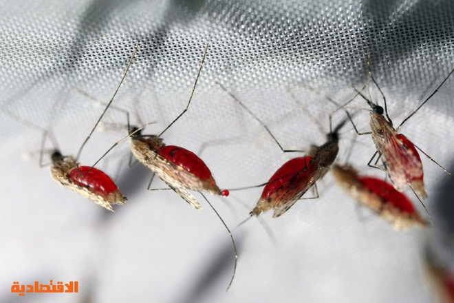 كوريا الجنوبية: ارتفاع حالات الإصابة بالملاريا إلى أعلى مستوى لها منذ 12 عاما