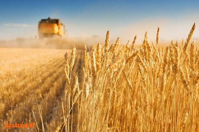 إطلاق برنامج لتحسين إنتاجية القمح والشعير في السعودية يرتكز على 3 محاور