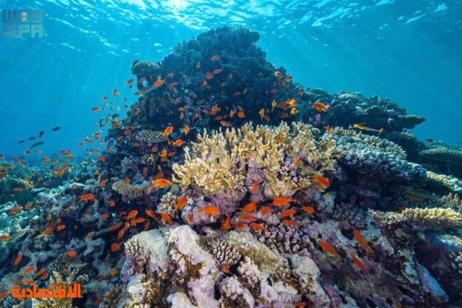"كاوست" و "نيوم" تكشفان عن أكبر مشروع لإحياء الشعاب المرجانية في العالم