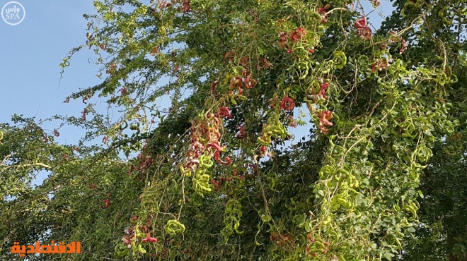 عناقيد اللوز الهندي الحمراء تظهر في وادي الدواسر