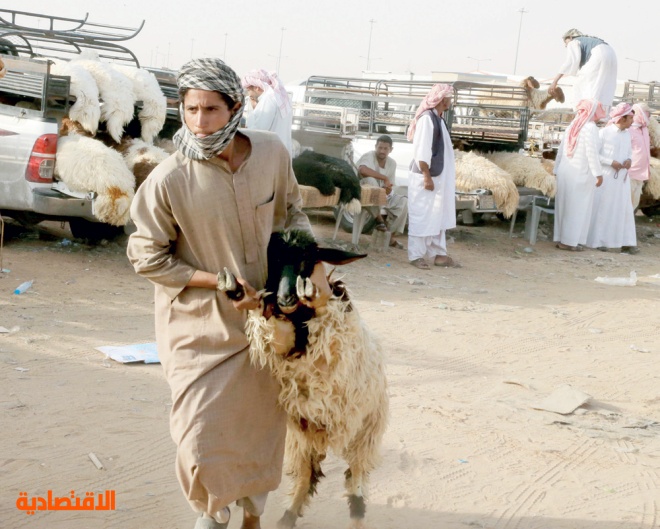 الرياض: «كورونا» و«الأعلاف» يخفضان أسعار الإبل والماشية