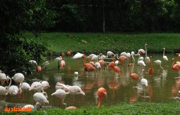 إغلاق حديقة حيوان في دلهي بعد نفوق طيور بسبب إنفلونزا الطيور
