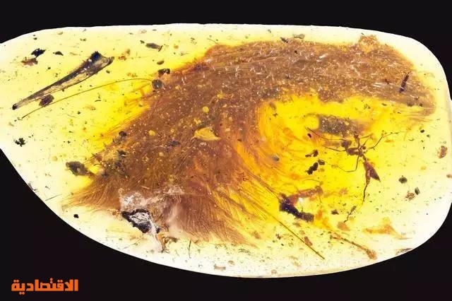 علماء يعثرون على ذيل ديناصور داخل كهرمان يعود تاريخه إلى 99 مليون سنة