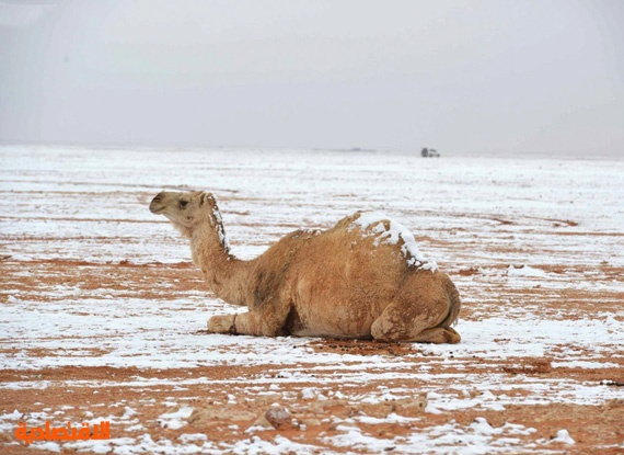 درجة الحرارة الرياض