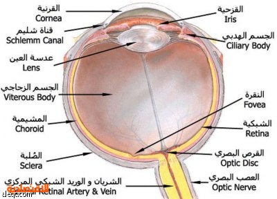 نعمة او وقت سماح إنسانية الأطراف الجسم الزجاجي والشبكية Southfloridahomessales Com