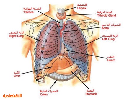 المنظار الرئوي من الفحوص الدقيقة في تشخيص الجهاز التنفسي صحيفة الاقتصادية