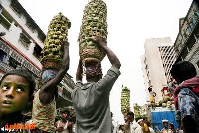 فاكهة المانجو الهندية يتم تعبئتها للتصدير من سوق الجملة في كالكوتا.