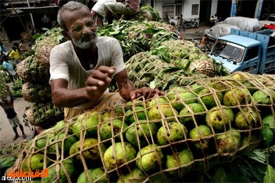 فاكهة المانجو الهندية يتم تعبئتها للتصدير من سوق الجملة في كالكوتا.