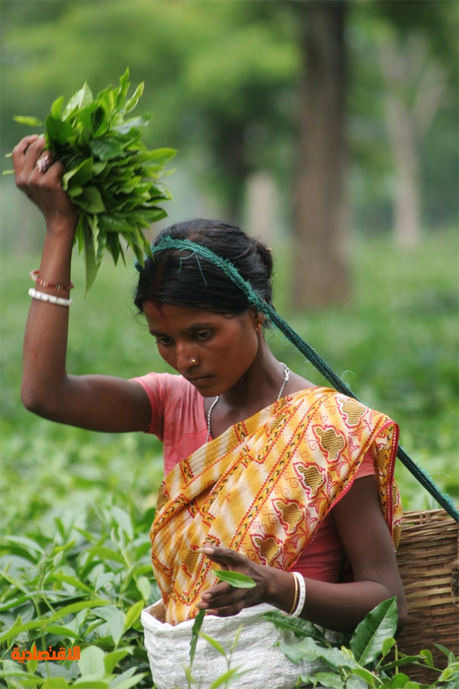هندية تجمع حصادها من أوراق الشاي داخل سلة في مزرعة كوندولي.