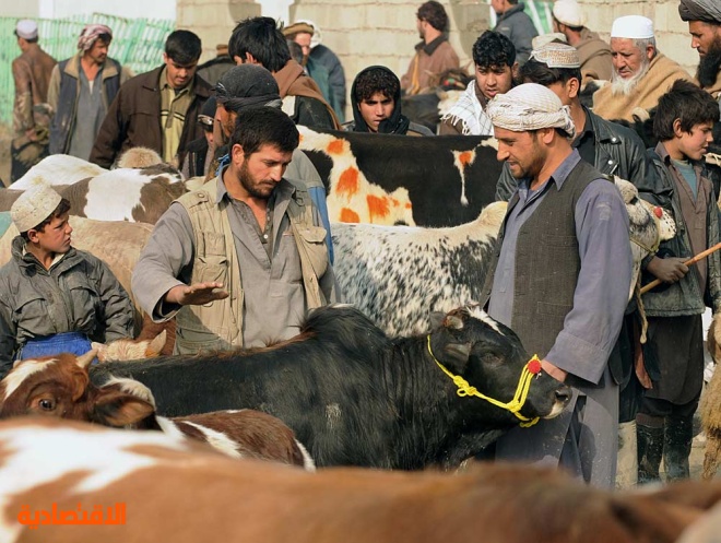 أفغان في سوق للماشية لشراء أضاحي بمناسبة قرب حلول عيد الأضحى المبارك