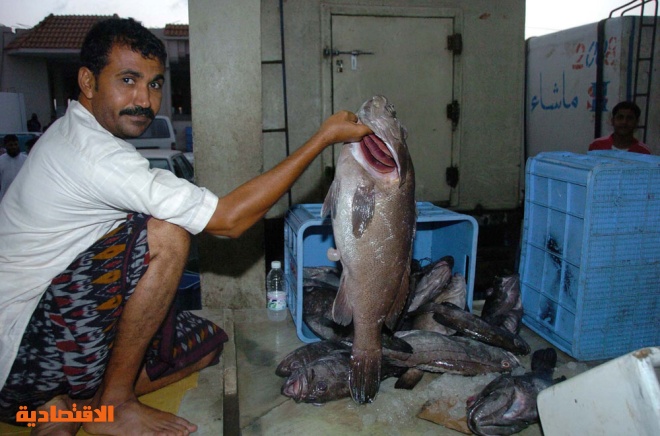 الكنعد من أكثر الأسماك طلبا من محبي الأكلات البحرية في جازان