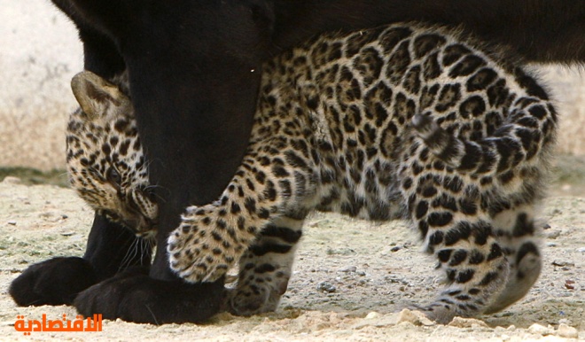 شبل النمر الأسود المرقط (جاكوار) يداعب والدته داخل قفص في حديقة الحيوان في الأردن.