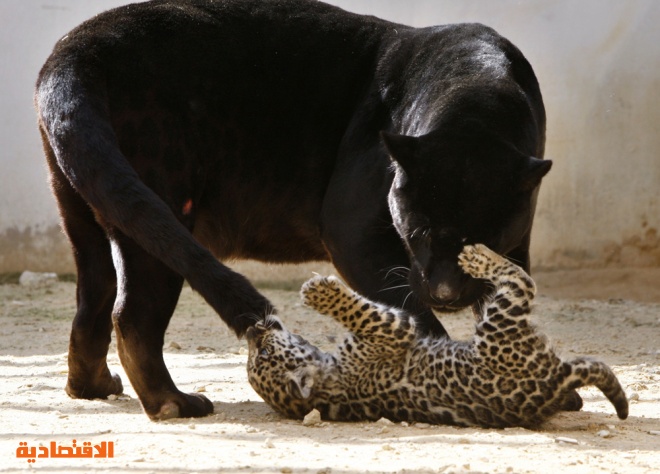 شبل النمر الأسود المرقط (جاكوار) يداعب والدته داخل قفص في حديقة الحيوان في الأردن.