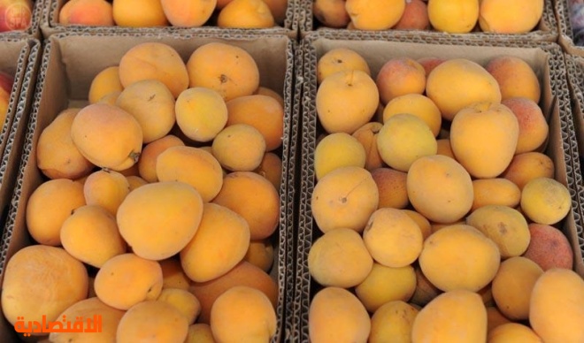 سياح الطائف يشهدون حصاد العنب والرمان والتين وعدد من الفواكه الموسمية. صحيفة الاقتصادية