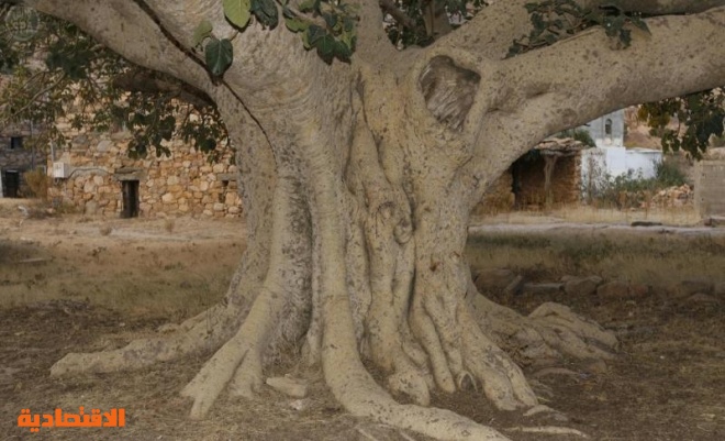 شجرة معمرة في تنومة يزيد عمرها عن 150 سنة وجذورة تصل إلى 40 م صحيفة الاقتصادية