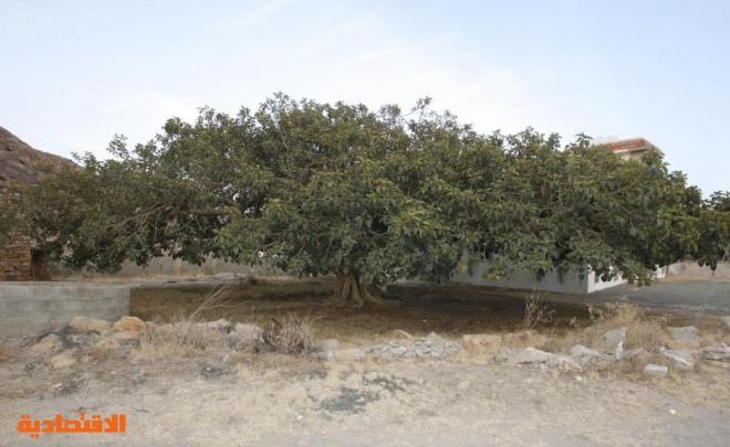 شجرة معمرة في تنومة يزيد عمرها عن 150 سنة وجذورة تصل إلى 40 م صحيفة الاقتصادية