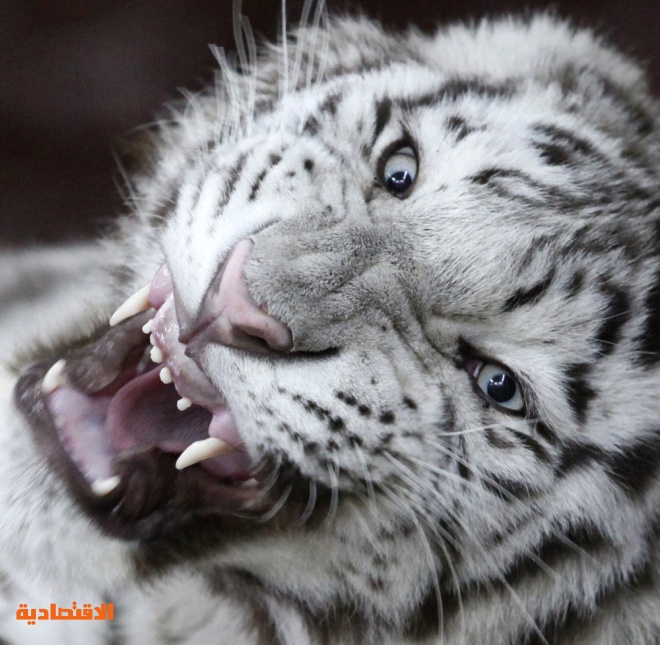 النمر خان وهو ذكر نمر من السلالة البنغالية البيضاء النادرة  في حديقة حيوان مدينة نوفوسيبيرسك في سيبيريا