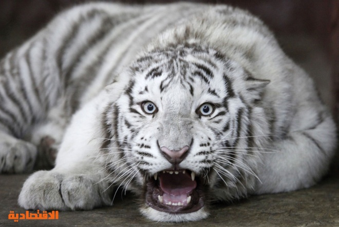 النمر خان وهو ذكر نمر من السلالة البنغالية البيضاء النادرة  في حديقة حيوان مدينة نوفوسيبيرسك في سيبيريا