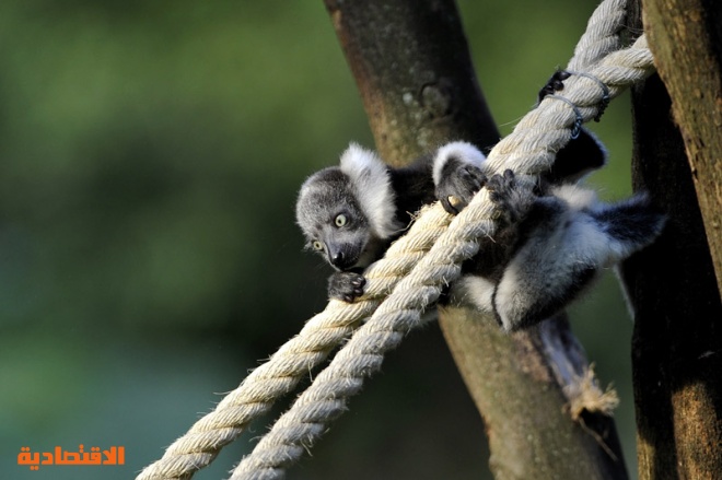 نوع من أنواع القرود يسمى ( ليمور ) في حديقة حيوان كالي في كولومبيا