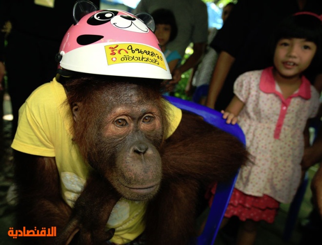 قرد يركب دراجة ويستعرض أمام زوار حديقة حيوانات بانكوك في حملة لتوعية الأطفال من خطر الحوادث