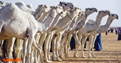 الشقح ترفع ألوان إبل أم رقيبة إلى 6 صحيفة الاقتصادية