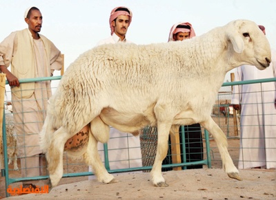 مزاد الحر يستقطب هواة الخراف النادرة بالعاصمة صحيفة الاقتصادية