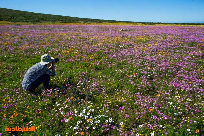 فوتوغرافي  يلتقط  صورا  لجمال الزهور في الحديقة الوطنية بجنوب إفريقيا  "صور"