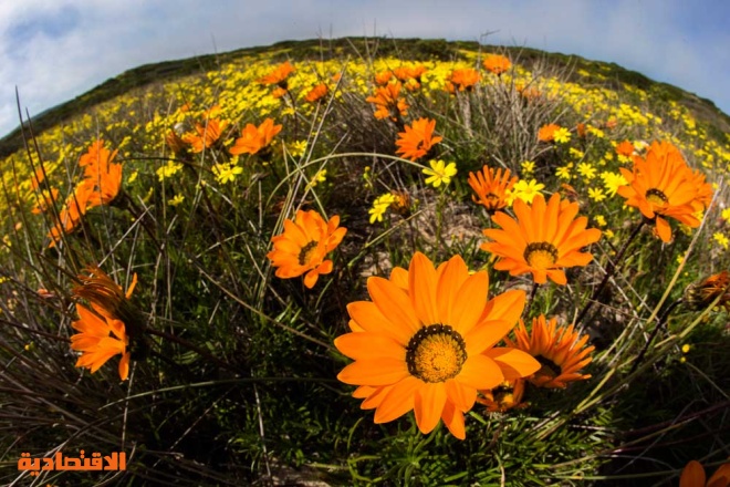 فوتوغرافي  يلتقط  صورا  لجمال الزهور في الحديقة الوطنية بجنوب إفريقيا  "صور"