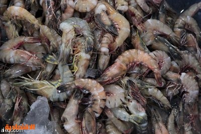 قصة مصورة : "الاقتصادية الإلكترونية" تتجول داخل سوق السمك في شمال الرياض