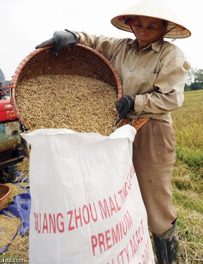 رجل يحصد محاصيل الأرز في مقاطعة هانوي في فيتنام