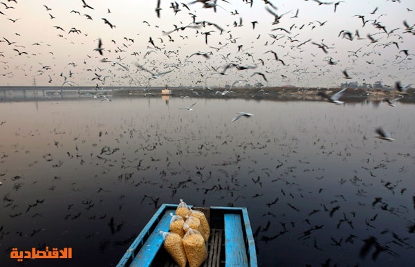 قصة مصورة : هنود يطعمون الطيور المهاجرة من على قارب على نهر يامونا في نيودلهي