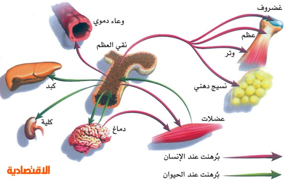 زراعة الخلايا الجذعية