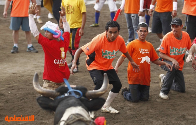 قصة مصورة: مصارعة الثيران في كوستاريكا